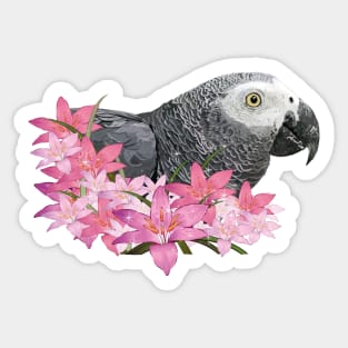 Gray parrot Sticker